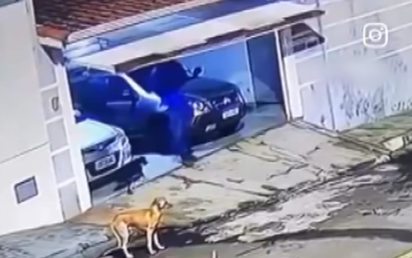 Polícia Civil investiga desaparecimento de cachorro comunitário em Passos, MG