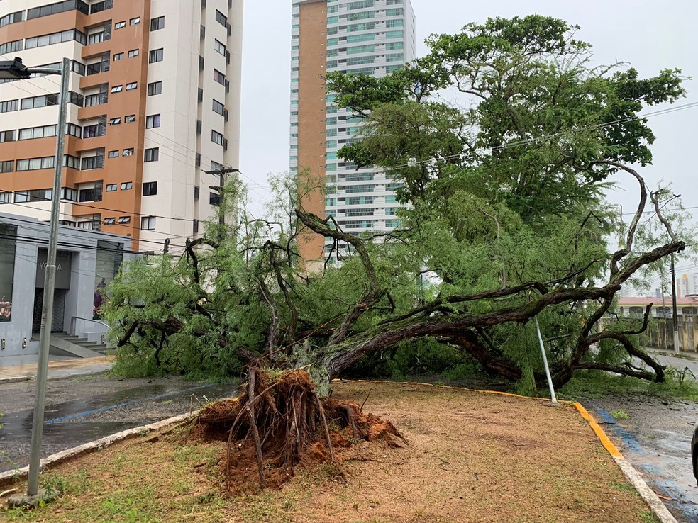Árvore caiu e interditou parte da avenida Campus Sales em Natal — Foto: Vinícius Marinho/Inter TV Cabugi