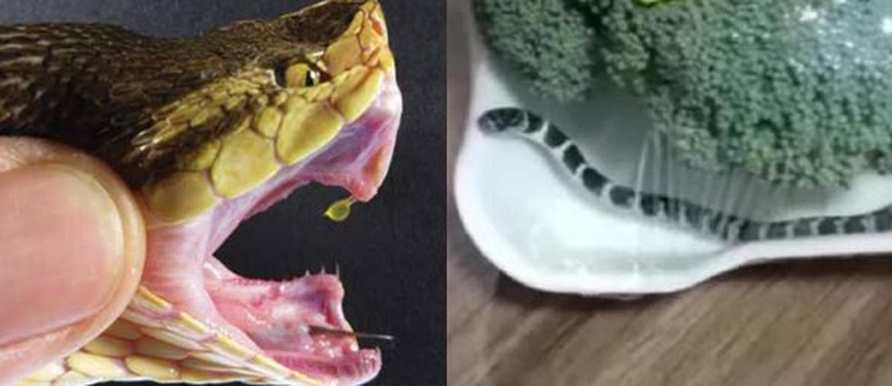 Cobra é encontrada em embalagem de brócolis no Vale do Itajaí | G1