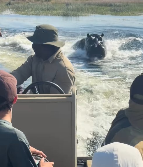 Hipopótamo persegue barco de turistas em rio de Botsuana; VÍDEO