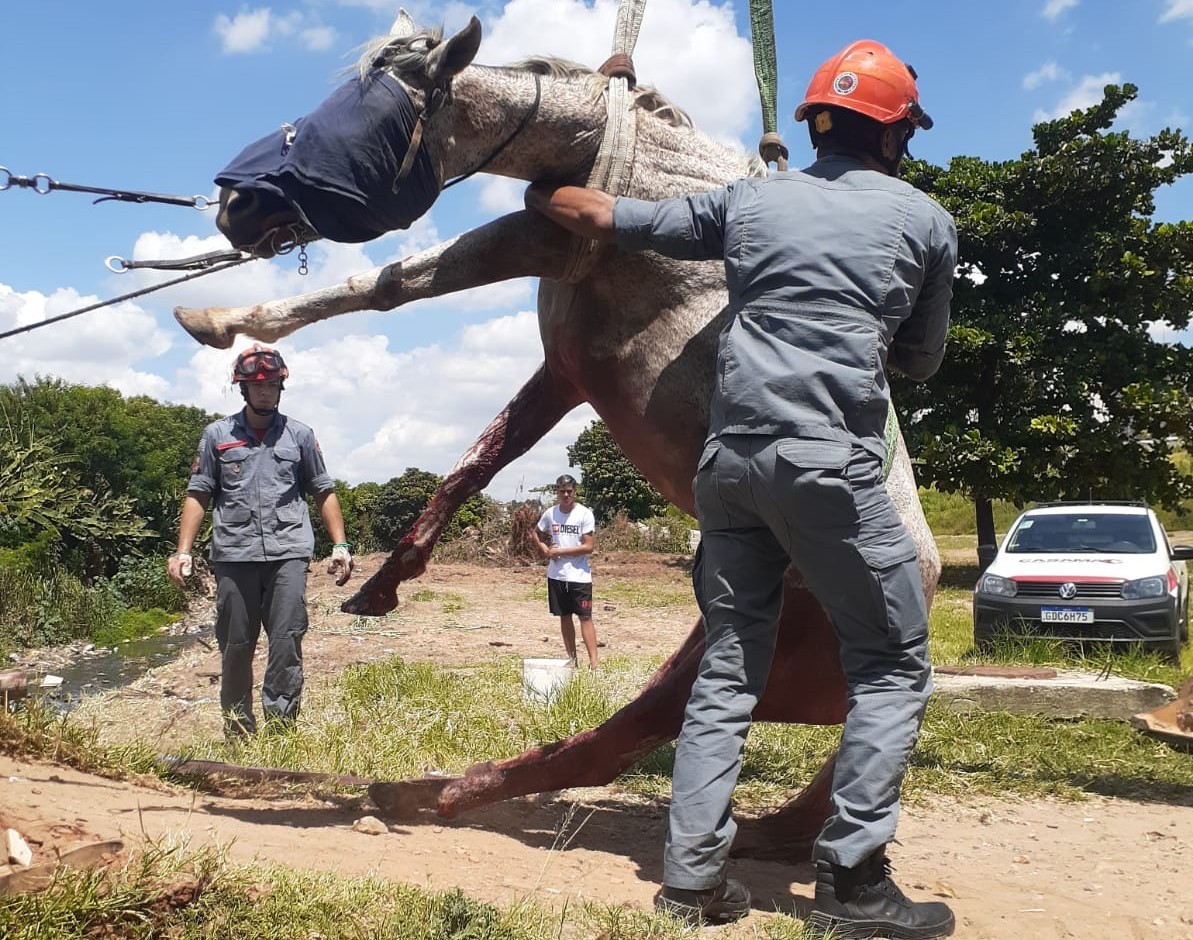 Cavalo se machuca após ficar preso em ponte e é resgatado por bombeiros em Campinas