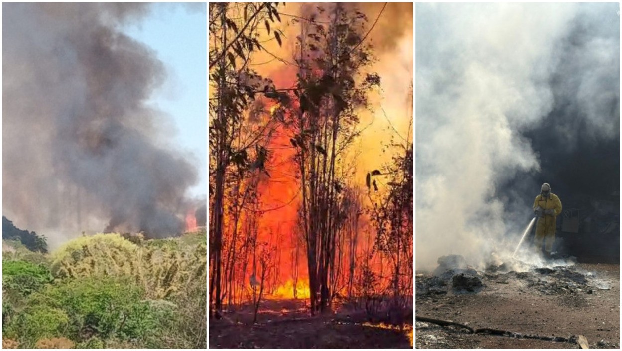 Incêndios atingem vários bairros de São Carlos; animais silvestres são resgatados com queimaduras