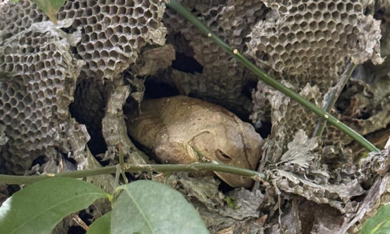 Inquilina inusitada: perereca-martelo ocupa colmeia abandonada em sítio no interior de SP
