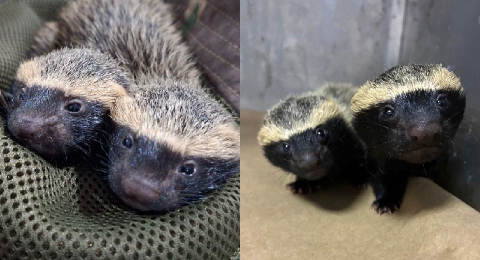 Filhotes de Furão-Pequeno Resgatados Após Tragédia em Santa Catarina: Veja os Detalhes!