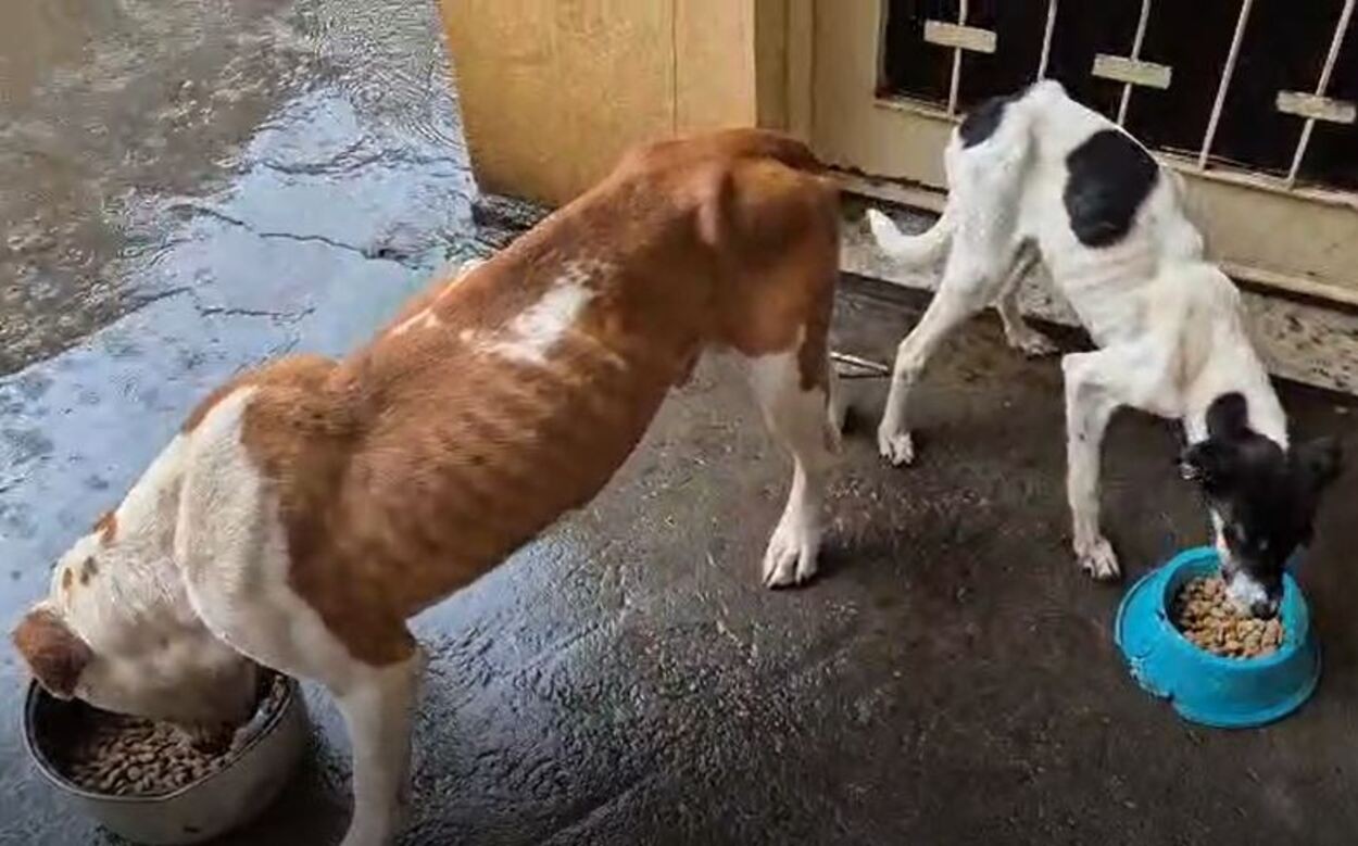 VÍDEO: tutor é preso após resgate de dois cães desnutridos em quarto sujo no interior de SP
