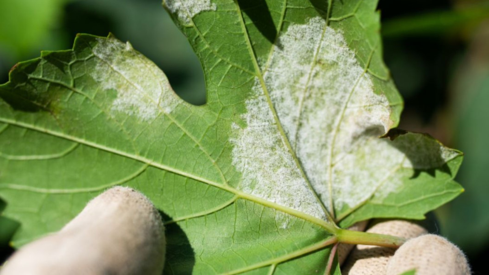 Alta umidade e temperaturas elevadas são propícias para incidência do míldio