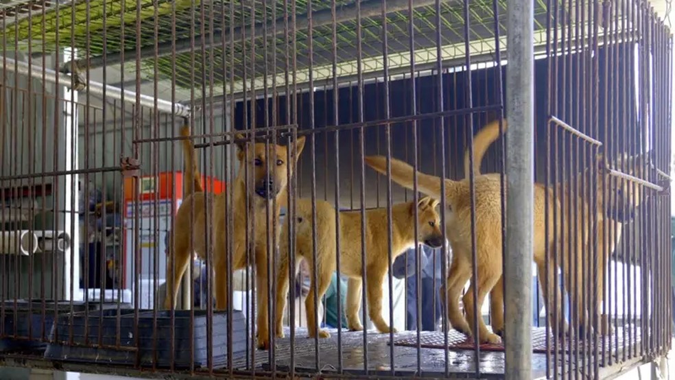 Estima-se que existam meio milhão de cães em fazendas de carne em todo o país — Foto: Hyunjung Kim/BBC News