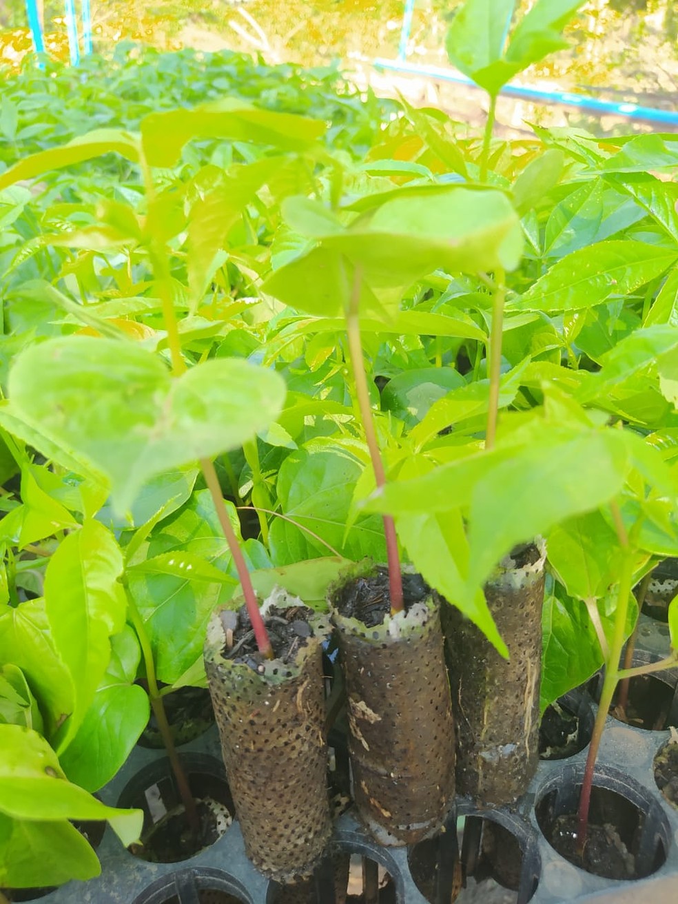 'Ecopotes' são usados no plantio de mudas de árvores nativas da Mata Atlântica — Foto: Arquivo/IPÊ