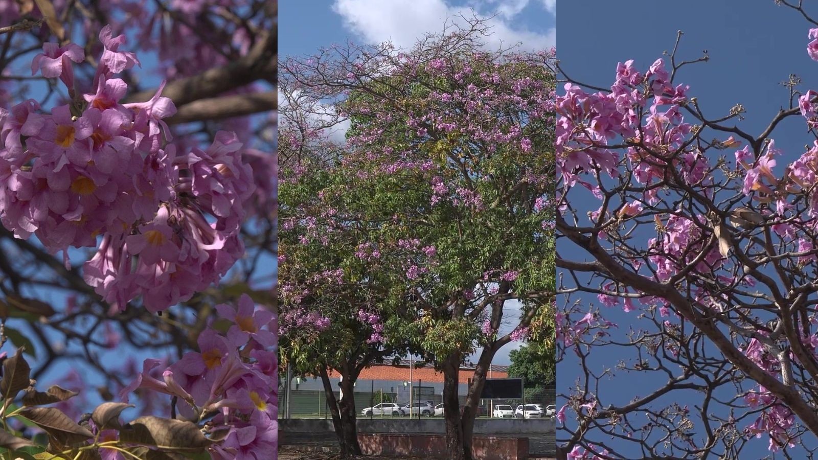 Florada dos ipês em julho surpreende moradores de Teresina; bióloga explica