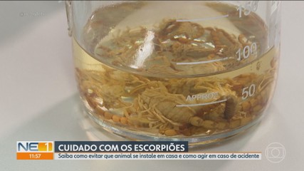 VÍDEOS: NE1 de quarta-feira, 22 de julho de 2026