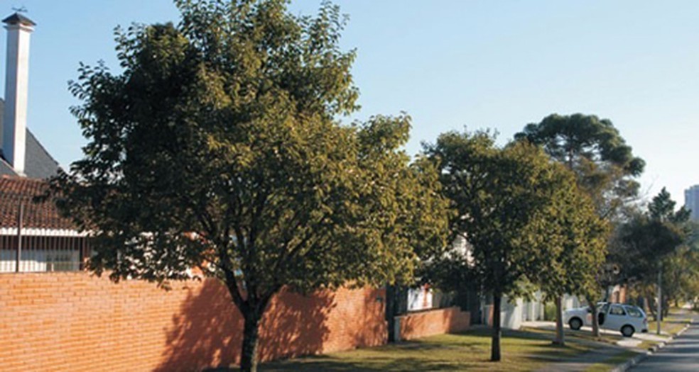 Árvores de dedaleiros. — Foto: Reprodução