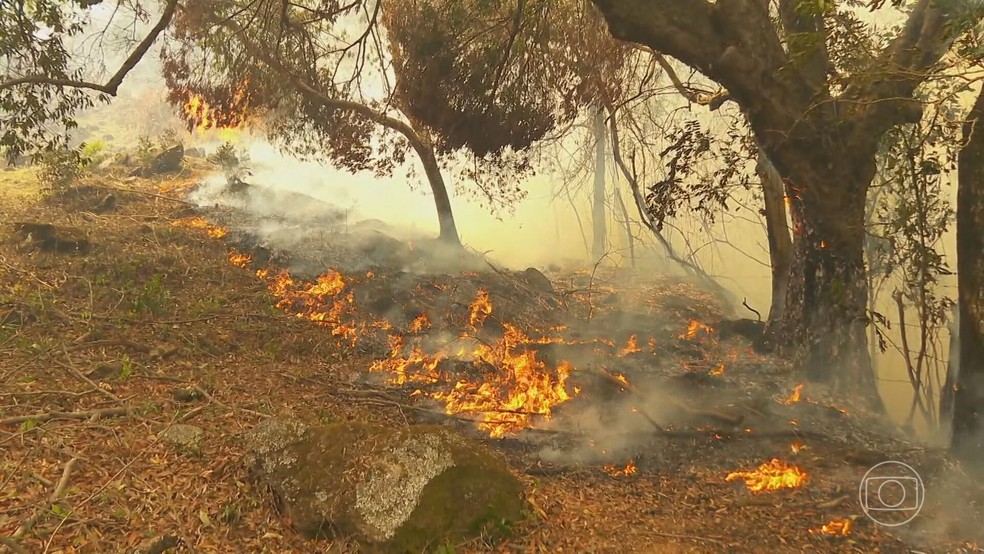 Fogo destrói 300 mil pés de café no interior de São Paulo — Foto: Reprodução/TV Globo