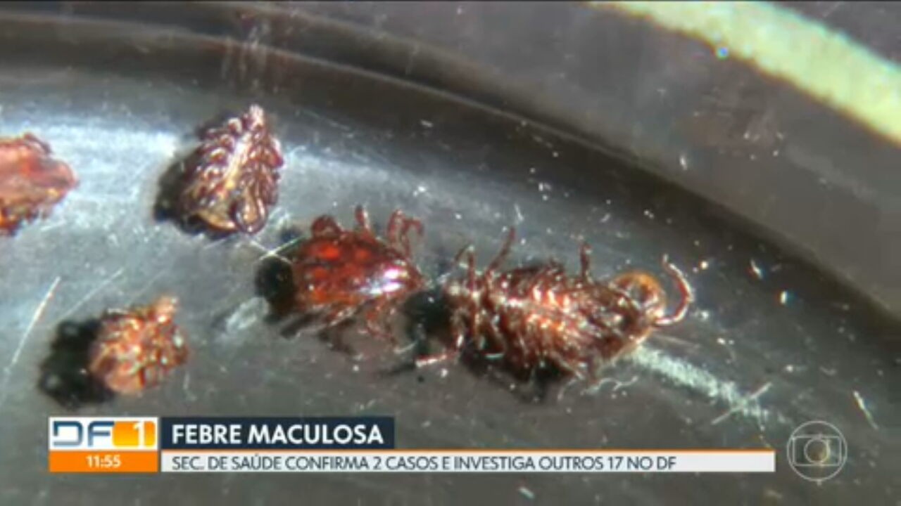 VÍDEOS: DF1 de sexta-feira, 4 de outubro de 2024