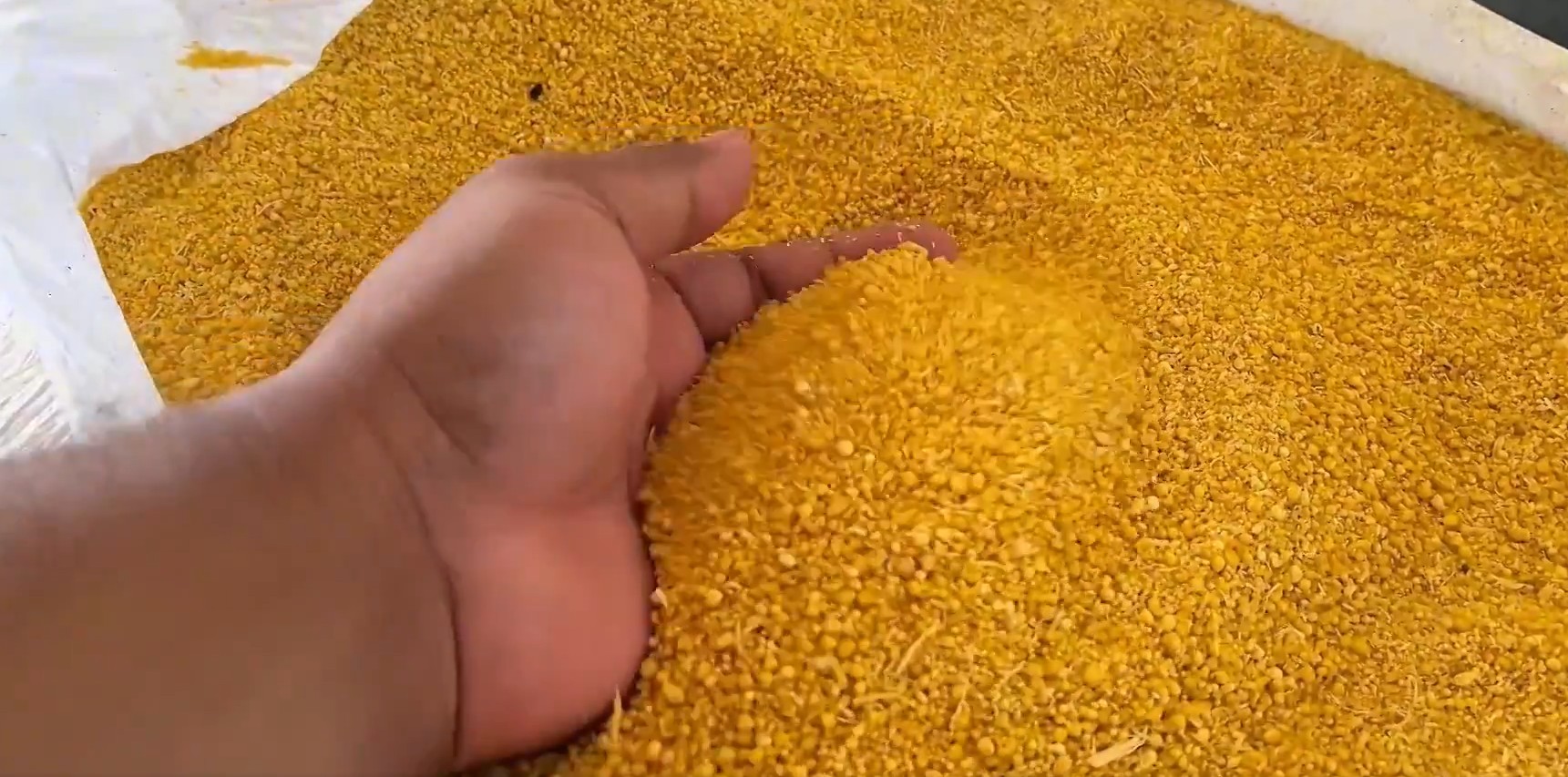 Agricultores ganham melhores condições para a produção de farinha 'uarini' após parceria com instituto no AM