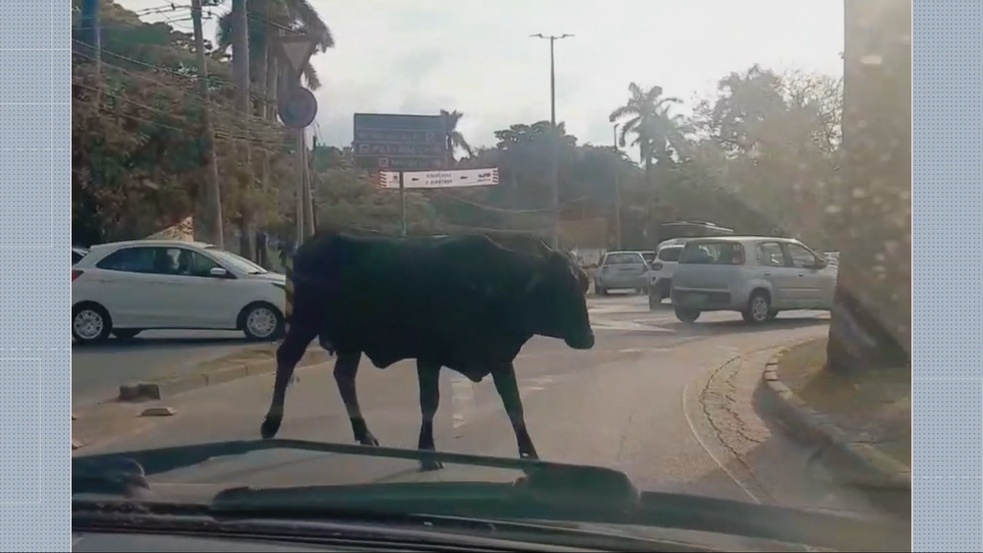 Boiada passeia na orla da Pampulha, um dos cartões-postais mais famosos de BH, e surpreende moradores