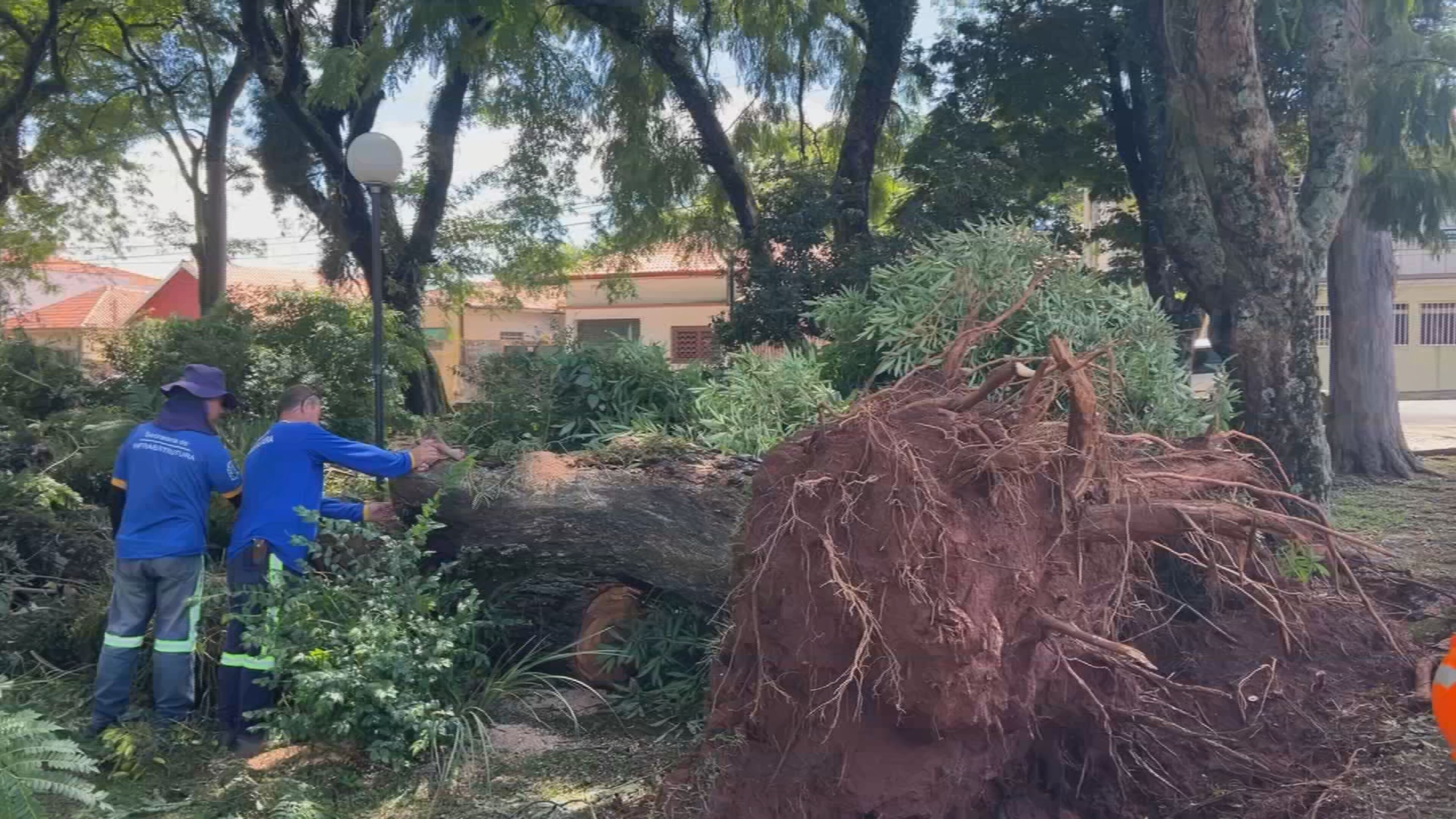 Levantamento indica 2 mil árvores com risco de queda em Botucatu