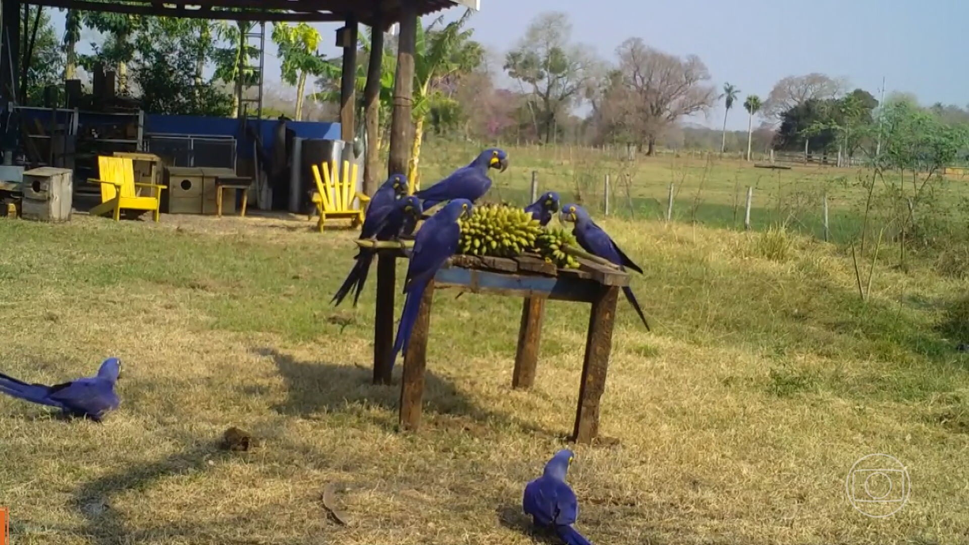 Fogo no Pantanal ameaça reprodução das araras-azuis