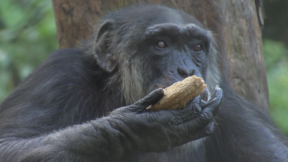 Macaco com chip joga game a troco de banana. Vídeo