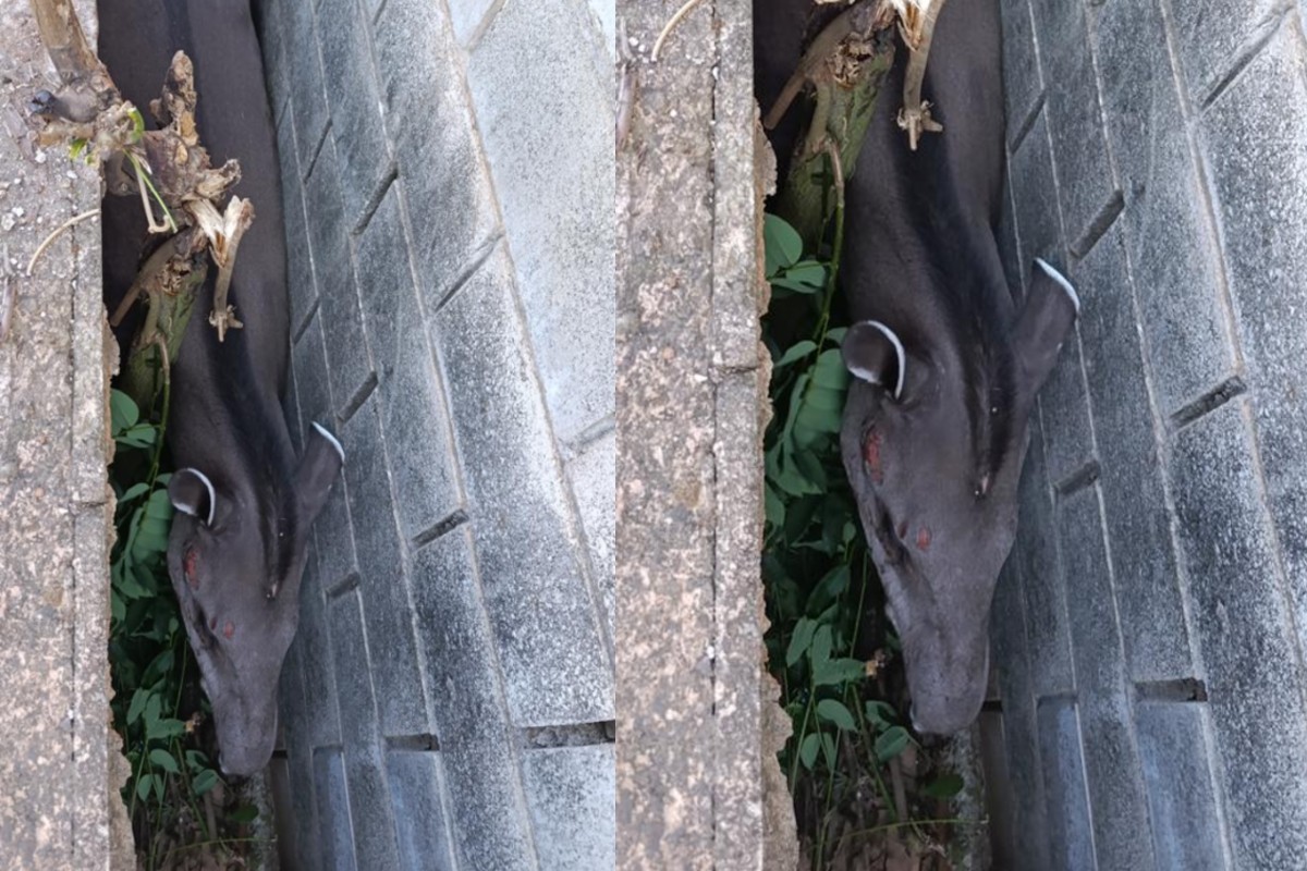 Anta ferida é resgatada entalada em corredor de casa em Campo Grande