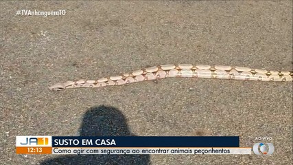 Como agir com segurança ao encontrar animais peçonhentos em casa