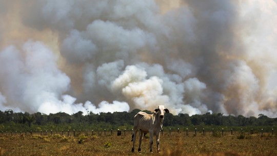 Veja como o governo prevê recuperar áreas degradadas do Cerrado sem reflorestar - Foto: (Bruno Kelly/Reuters)