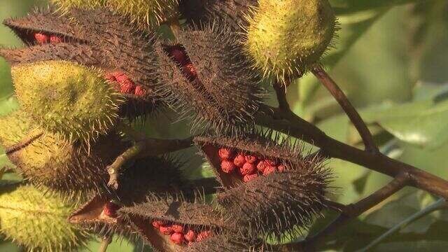 Maiores produtoras de urucum do Paraná, Cruzeiro do Sul e Paranacity começam colheita do fruto