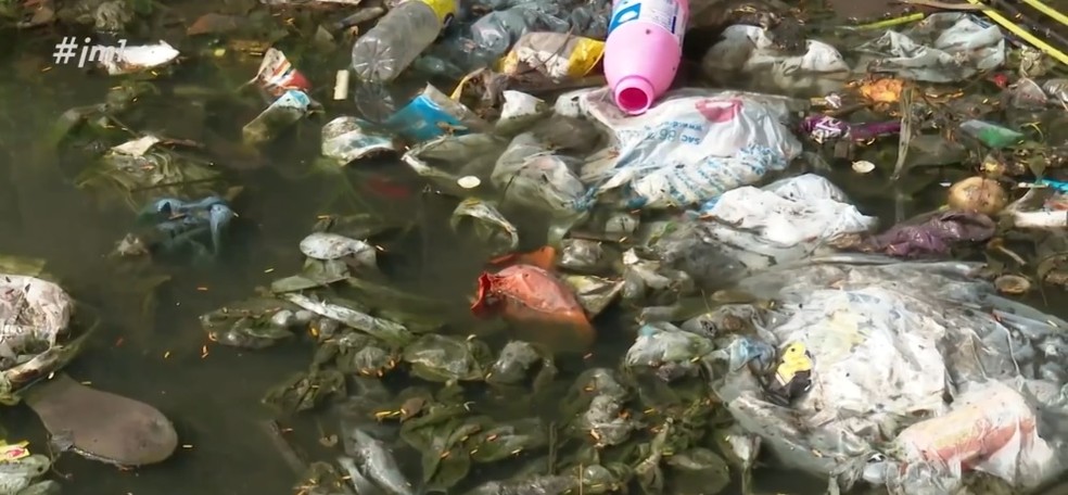 Mosquito transmissor da dengue gosta de se reproduzir na água parada — Foto: Reprodução/TV Mirante