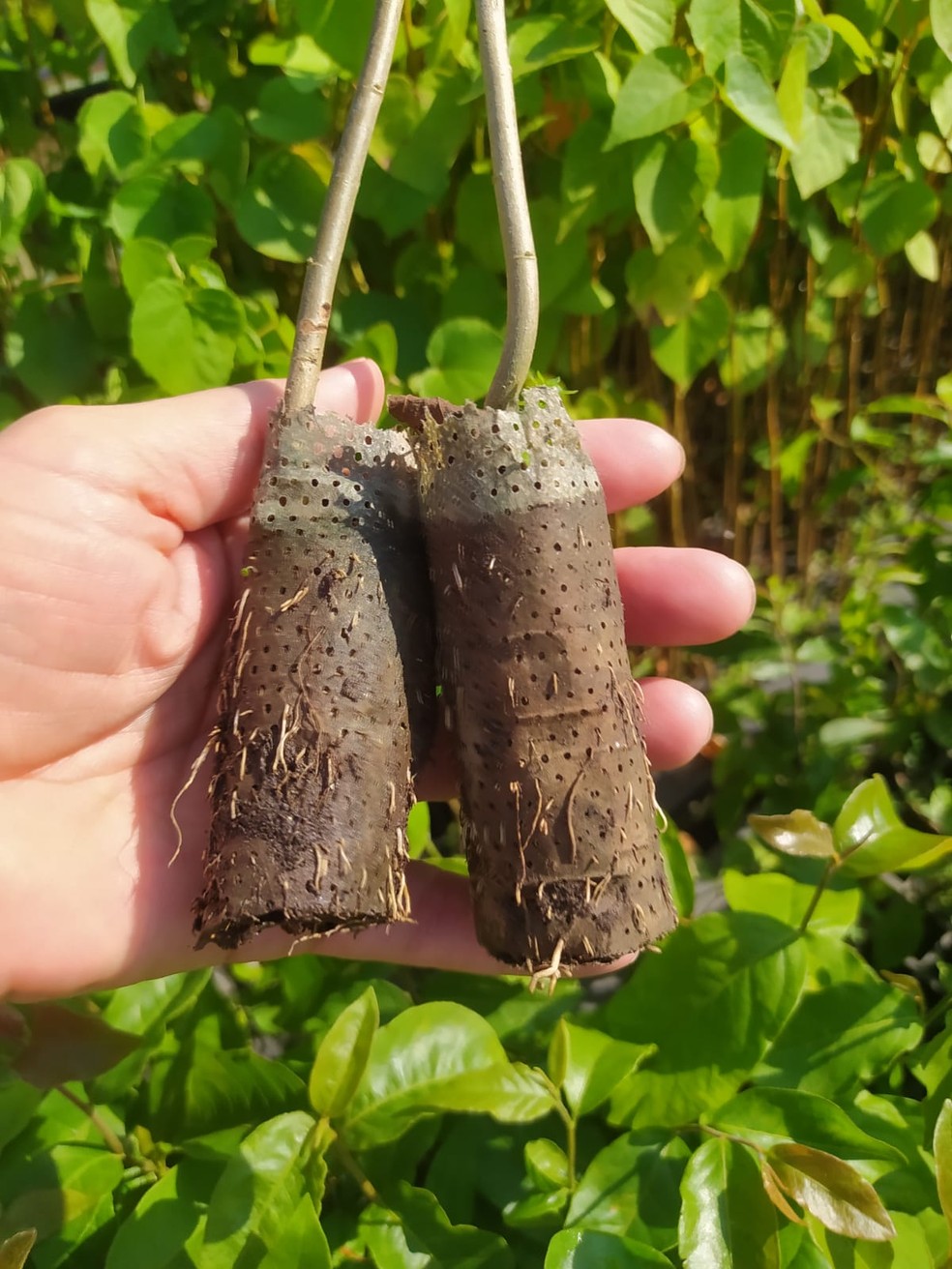 'Ecopotes' são usados no plantio de mudas de árvores nativas da Mata Atlântica — Foto: Arquivo/IPÊ