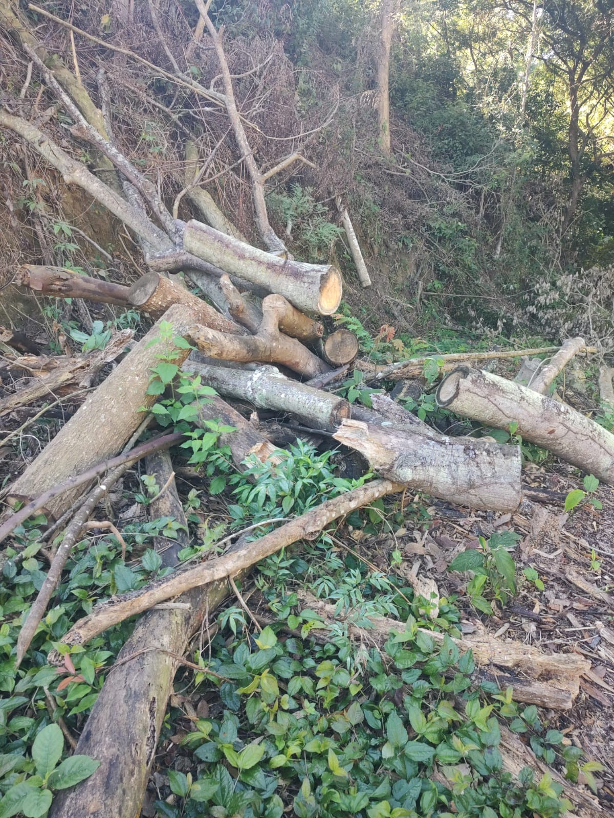 Polícia Ambiental identifica desmatamento em área de preservação permanente em Vassouras