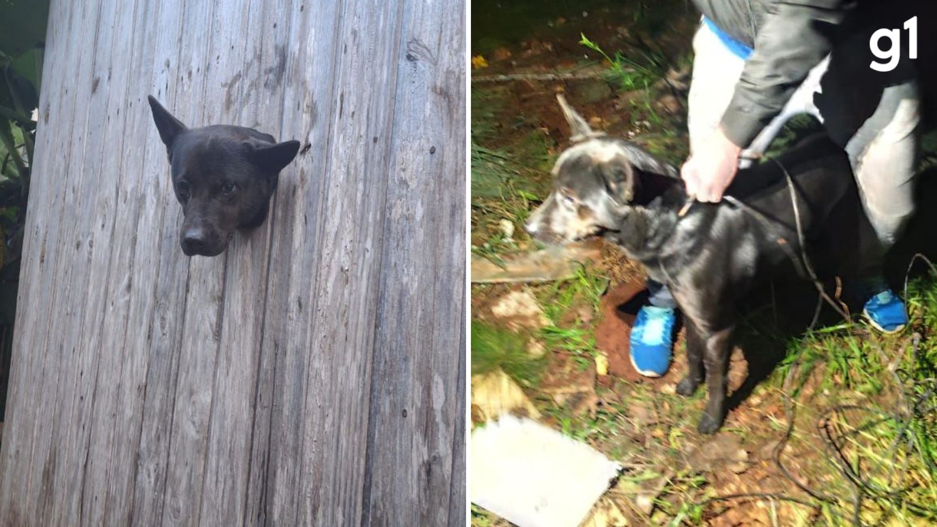 Cachorro é resgatado após ficar com a cabeça presa em parede no RS
