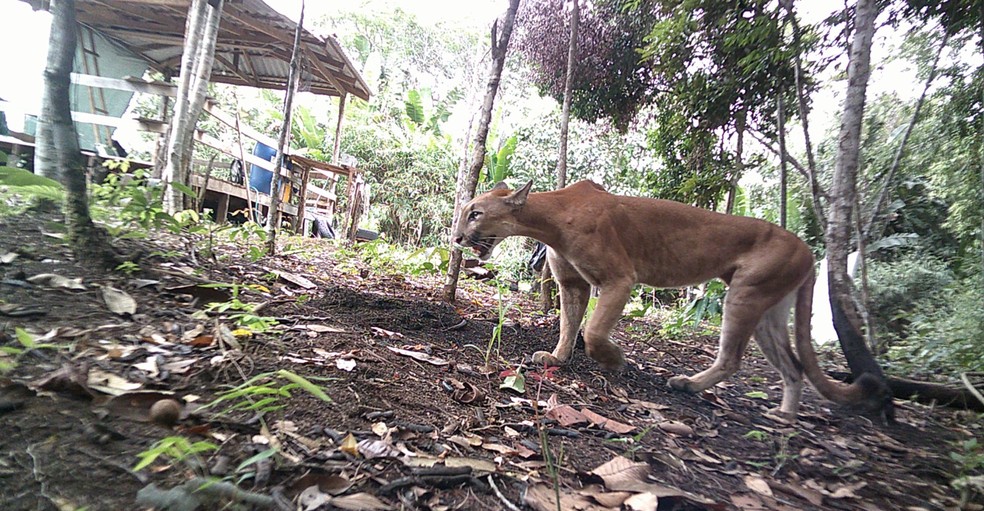 Onça-parda foi filmada acompanhada de filhotes em Porto Velho — Foto: Reprodução