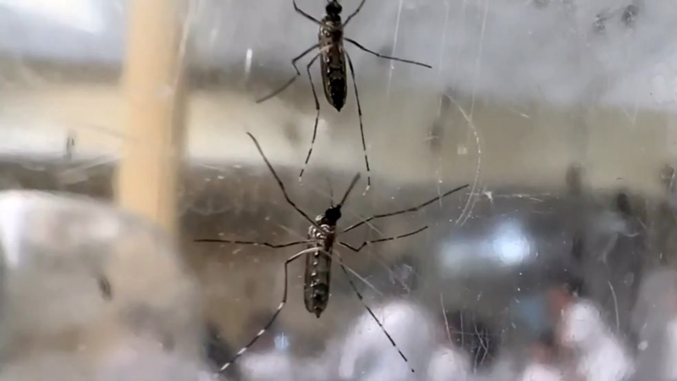 Dengue — Foto: Reprodução/TV TEM