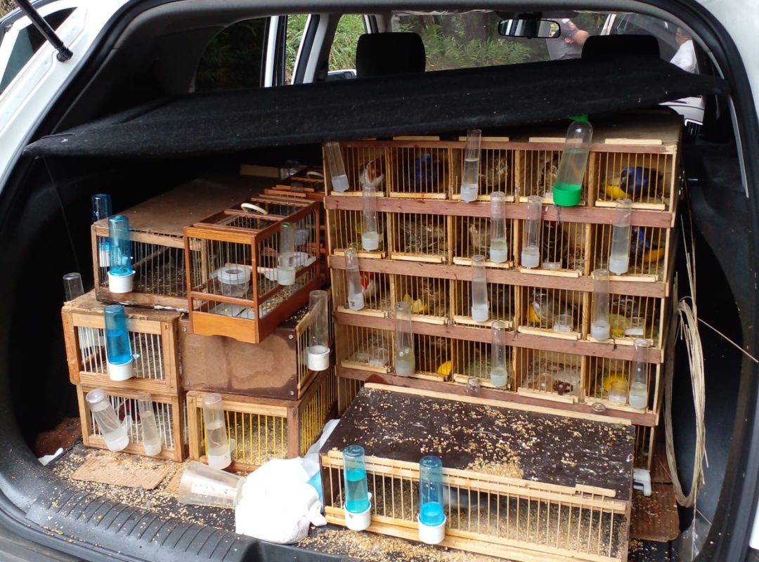 Mais de 140 aves silvestres são apreendidas dentro de veículo no Vale do Ribeira, SP; VÍDEO  