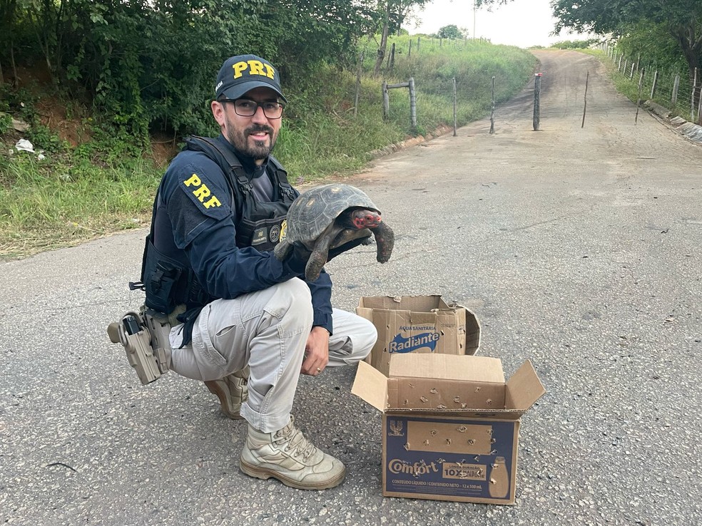 Foram localizados 18 filhotes e 1 adulto — Foto: Polícia Rodoviária Federal