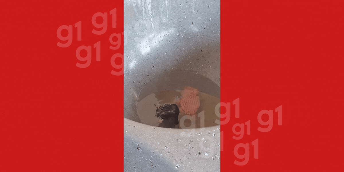Pedagoga flagra rato tomando banho em pia de casa e vídeo viraliza no Acre; especialista explica