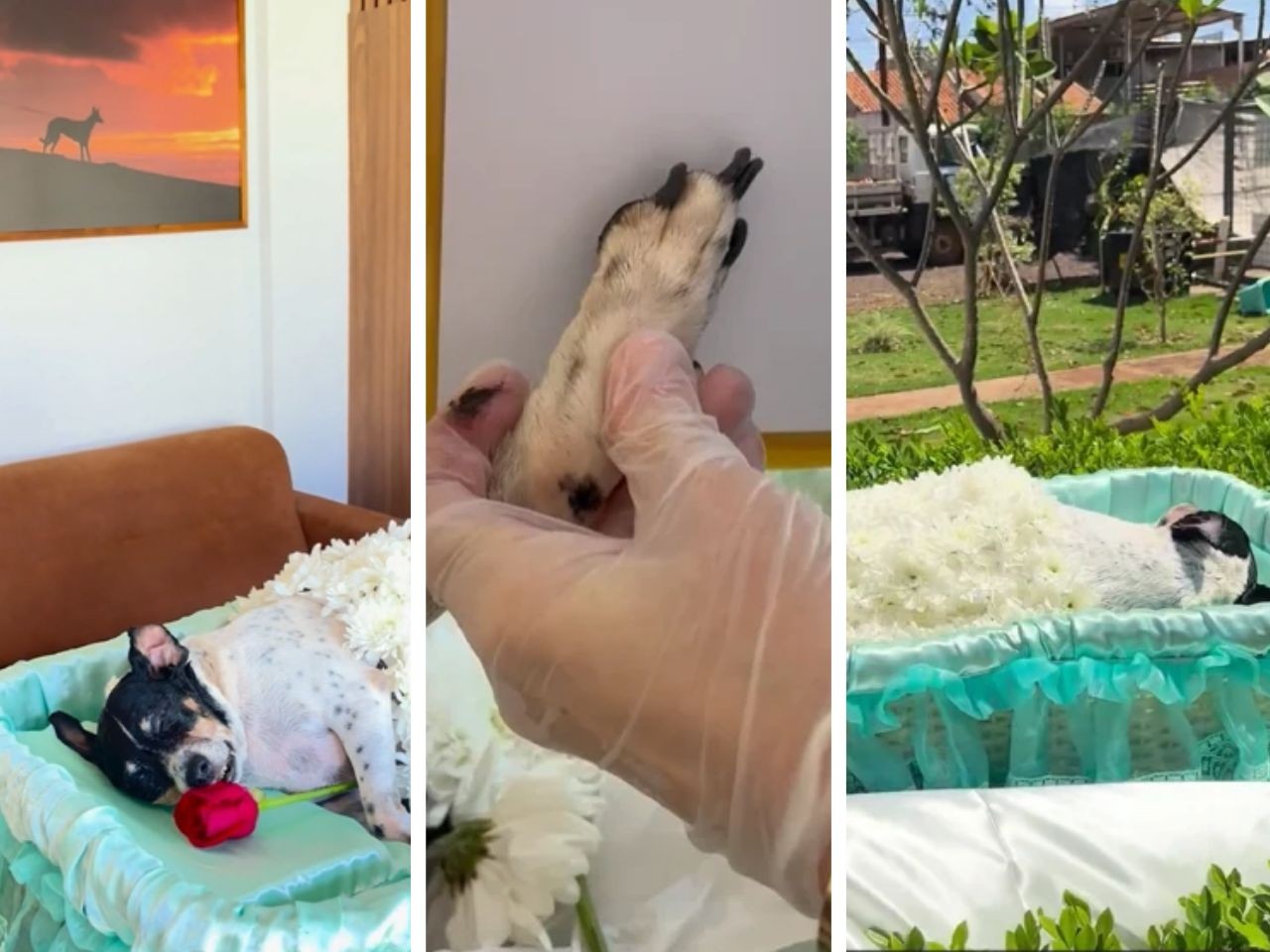 Vídeo: Cachorrinha velada ao lado de pai e filhas mortos na BR-163 é cremada em MS