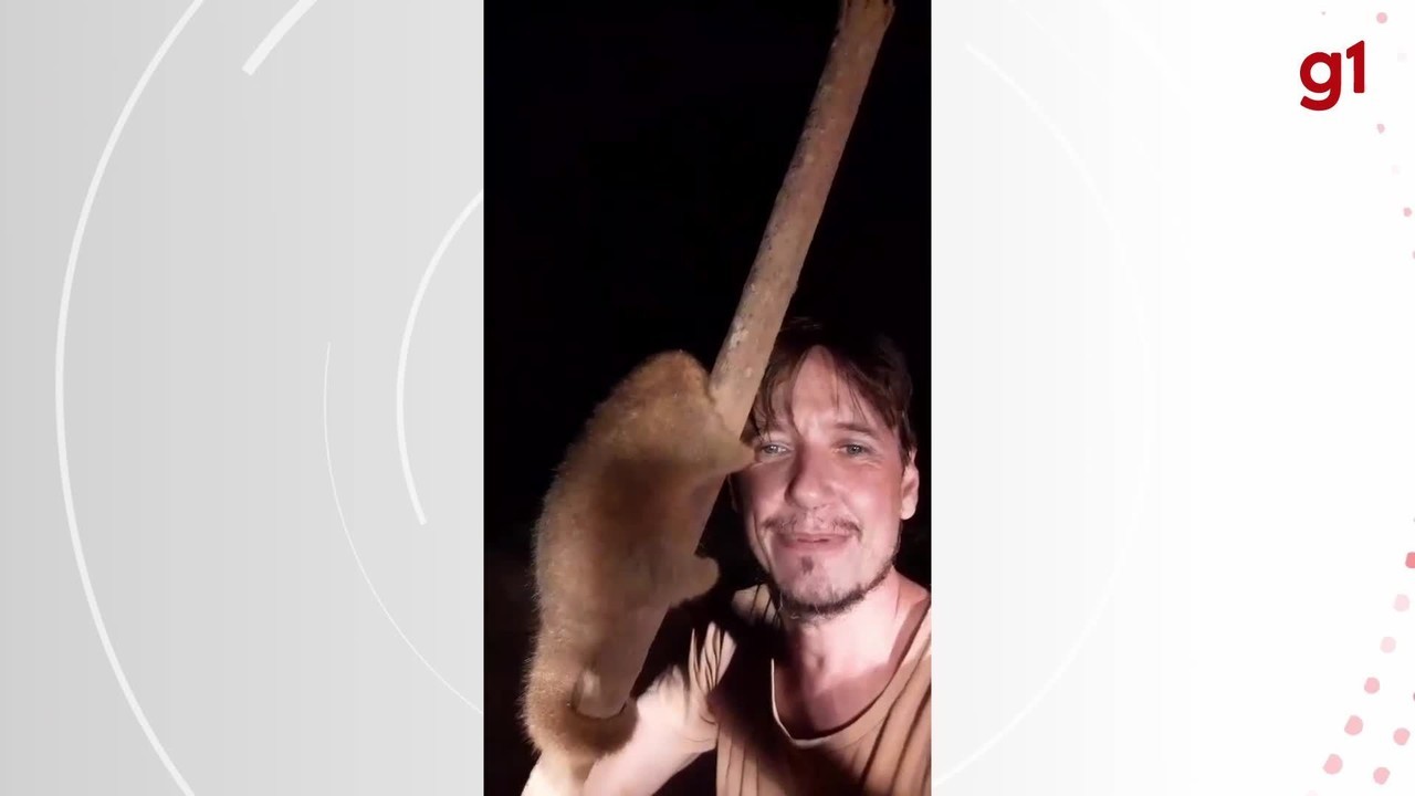 VÍDEO: Morador flagra tamanduá raro 'passeando' por estrada em Porto Velho