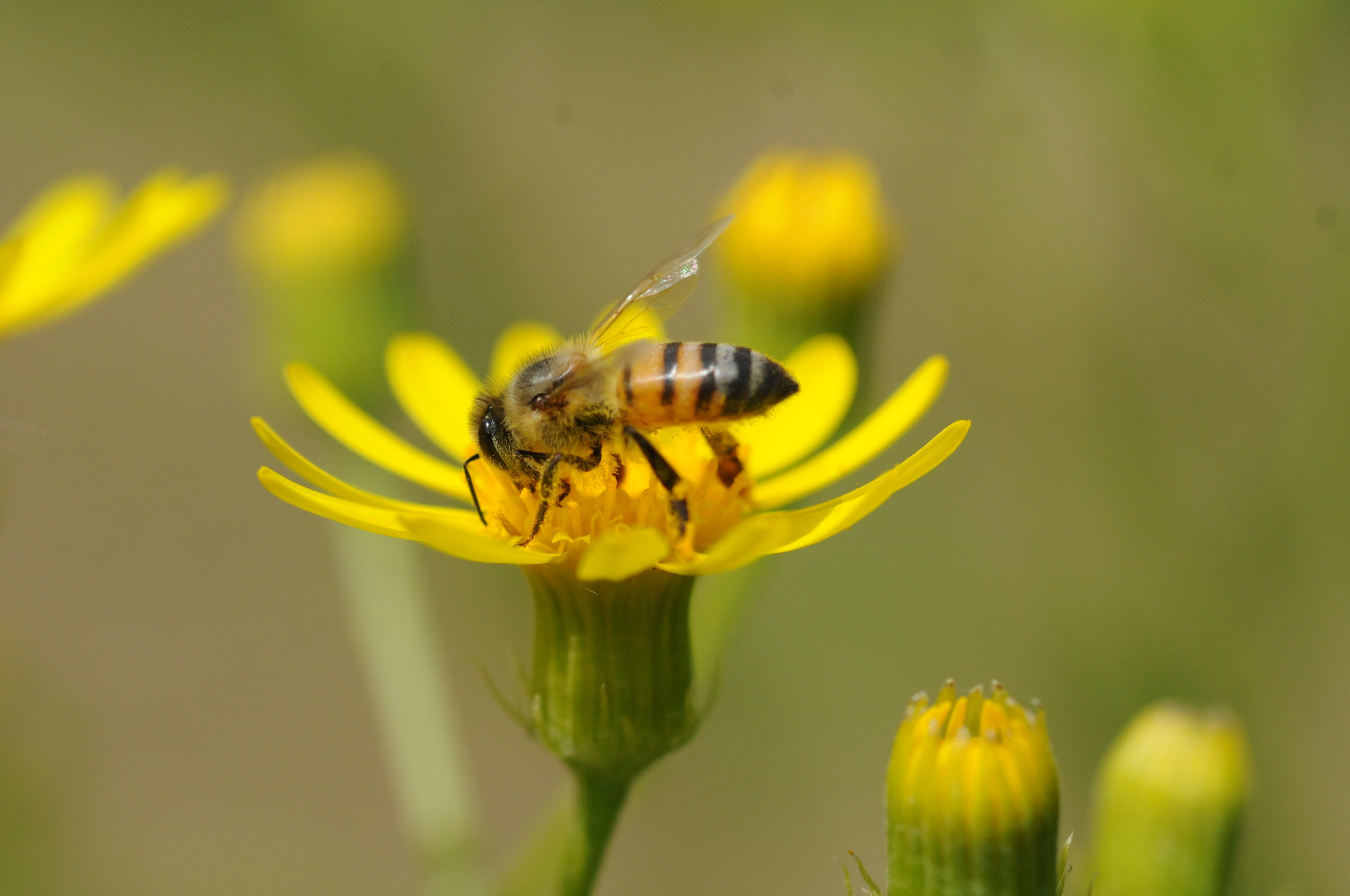 Pesquisadores brasileiros desenvolvem soro contra veneno de 'abelhas assassinas'