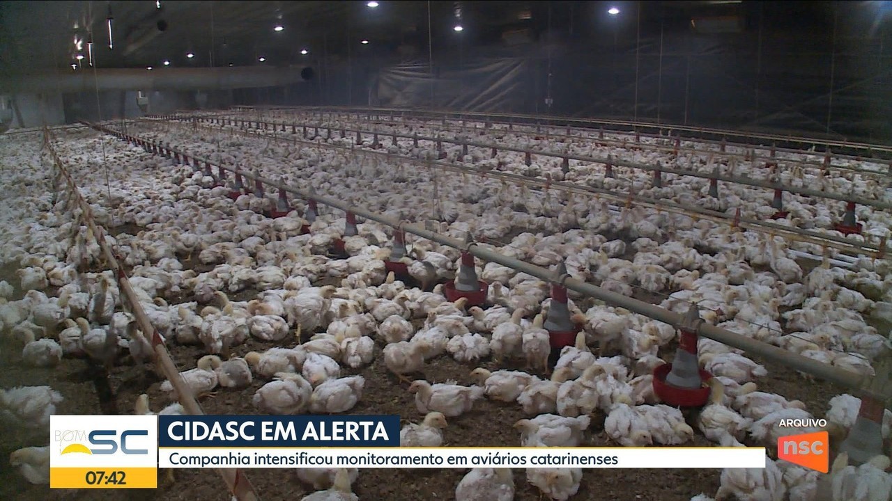 'Biosseguridade': como SC atua para evitar casos de gripe aviária em granjas comerciais