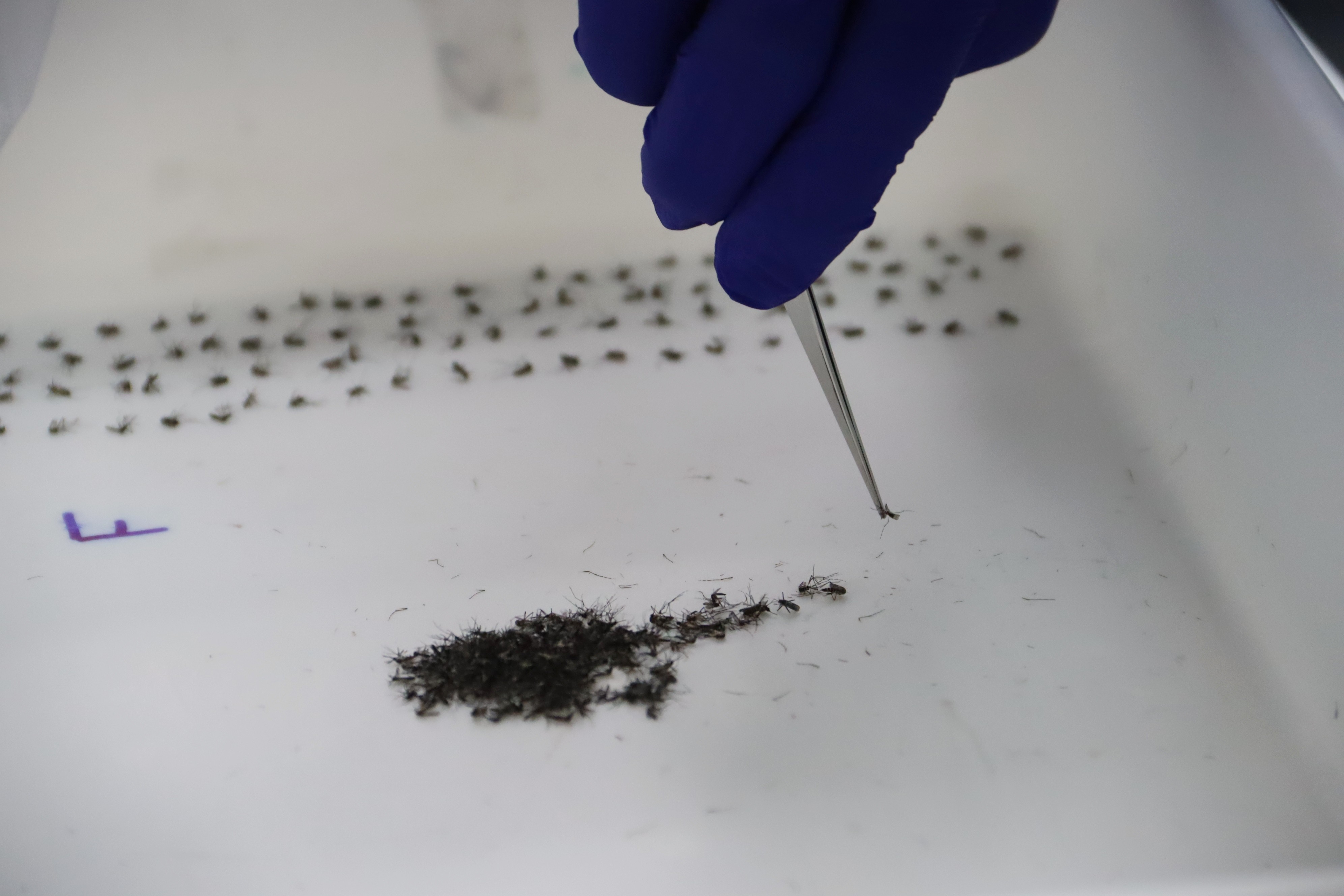 Após queda nos casos de dengue, prefeitura anuncia fim do Método Wolbachia e desativa biofábrica de mosquitos em Presidente Prudente
