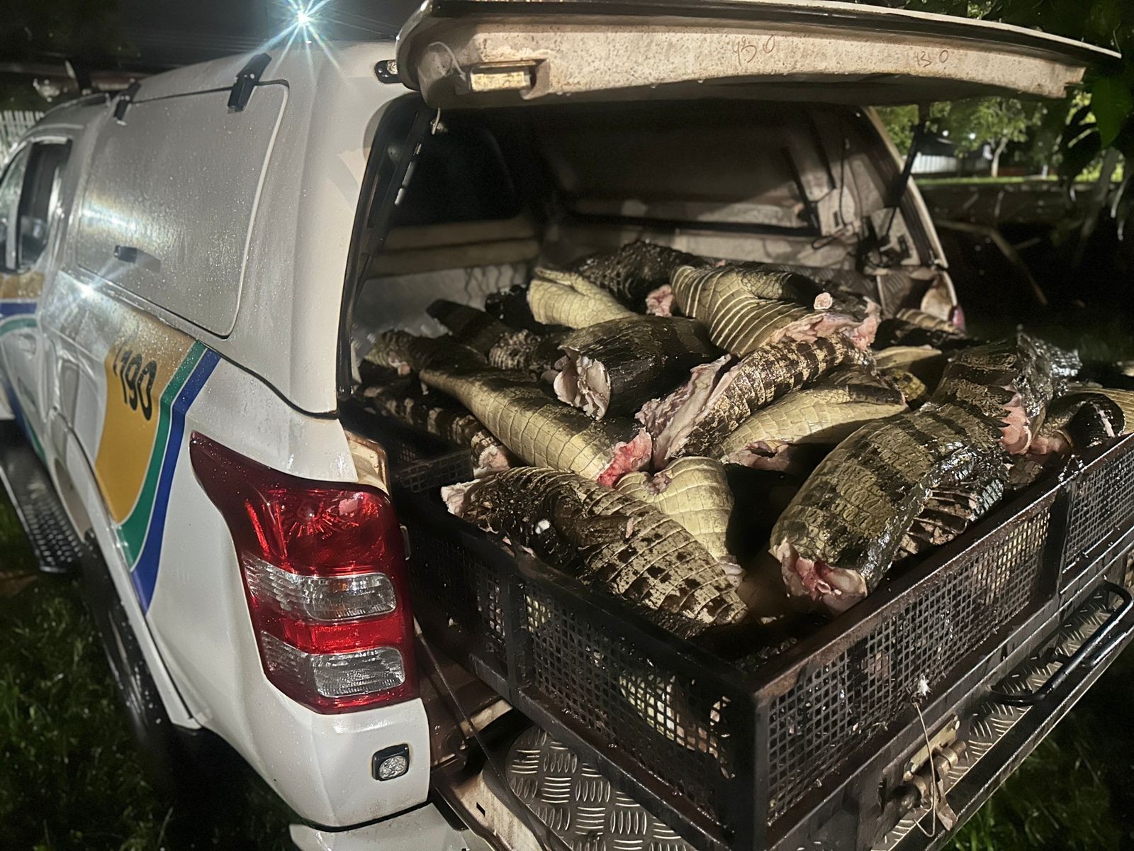 Polícia apreende 300 quilos de jacaré na área portuária de Santana