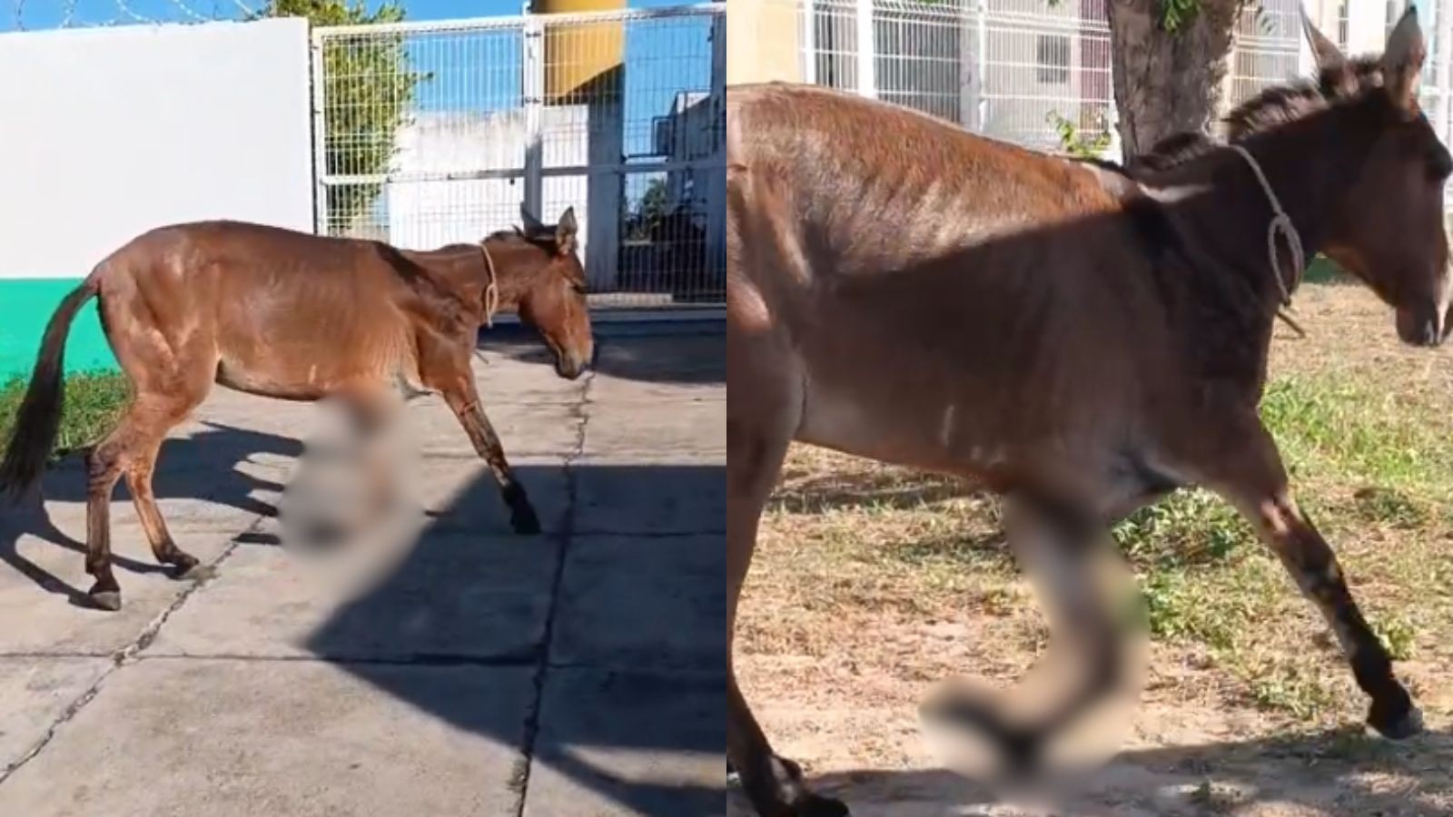 Cavalo ferido abandonado perto de escola é resgatado após denúncia de moradores em Teresina