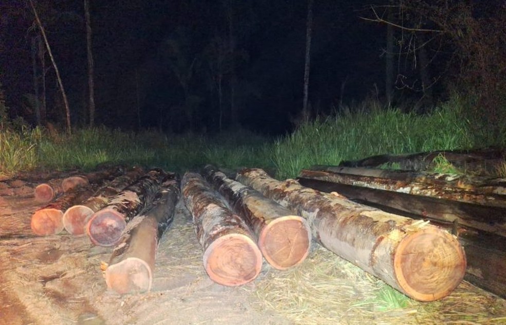 Toras apreendidas — Foto: Reprodução