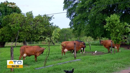 Saiba o que é destaque no Jornal do Campo deste domingo (8)