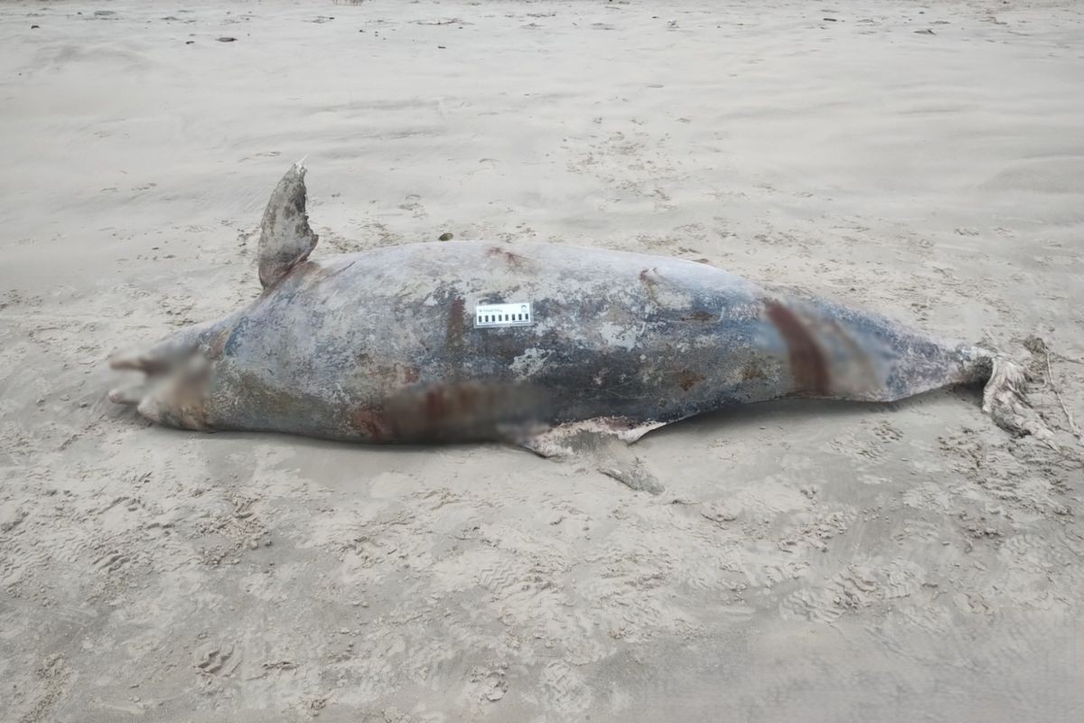 Golfinho de 210 kg é encontrado morto em praia do litoral de SP