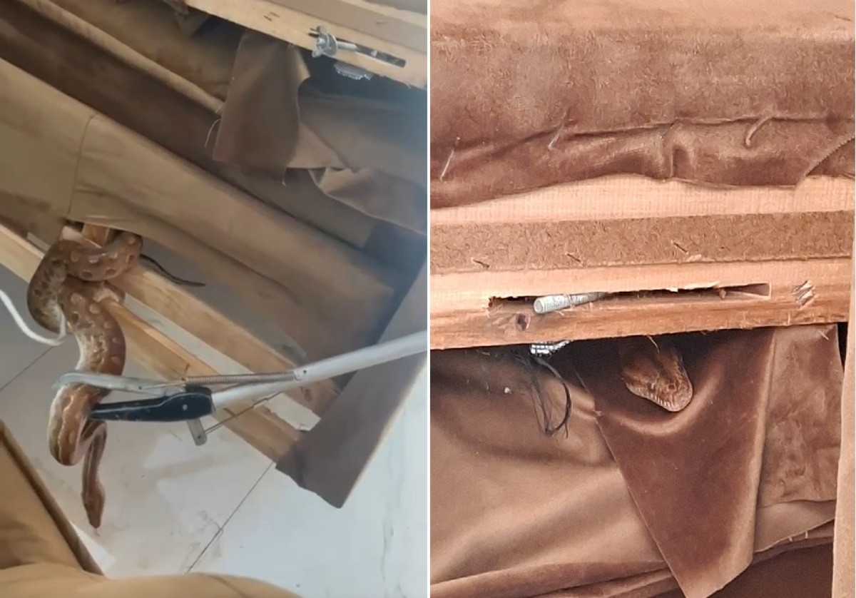 Jiboia é encontrada dentro do sofá de uma residência em Arraial do Cabo: vídeo