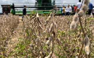 Veja como as mudanças climáticas podem impactar a produção de alimentos no Brasil