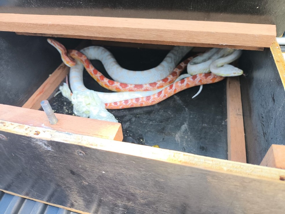 Cobras foram encaminhadas para criador autorizado — Foto: Polícia Ambiental/Divulgação