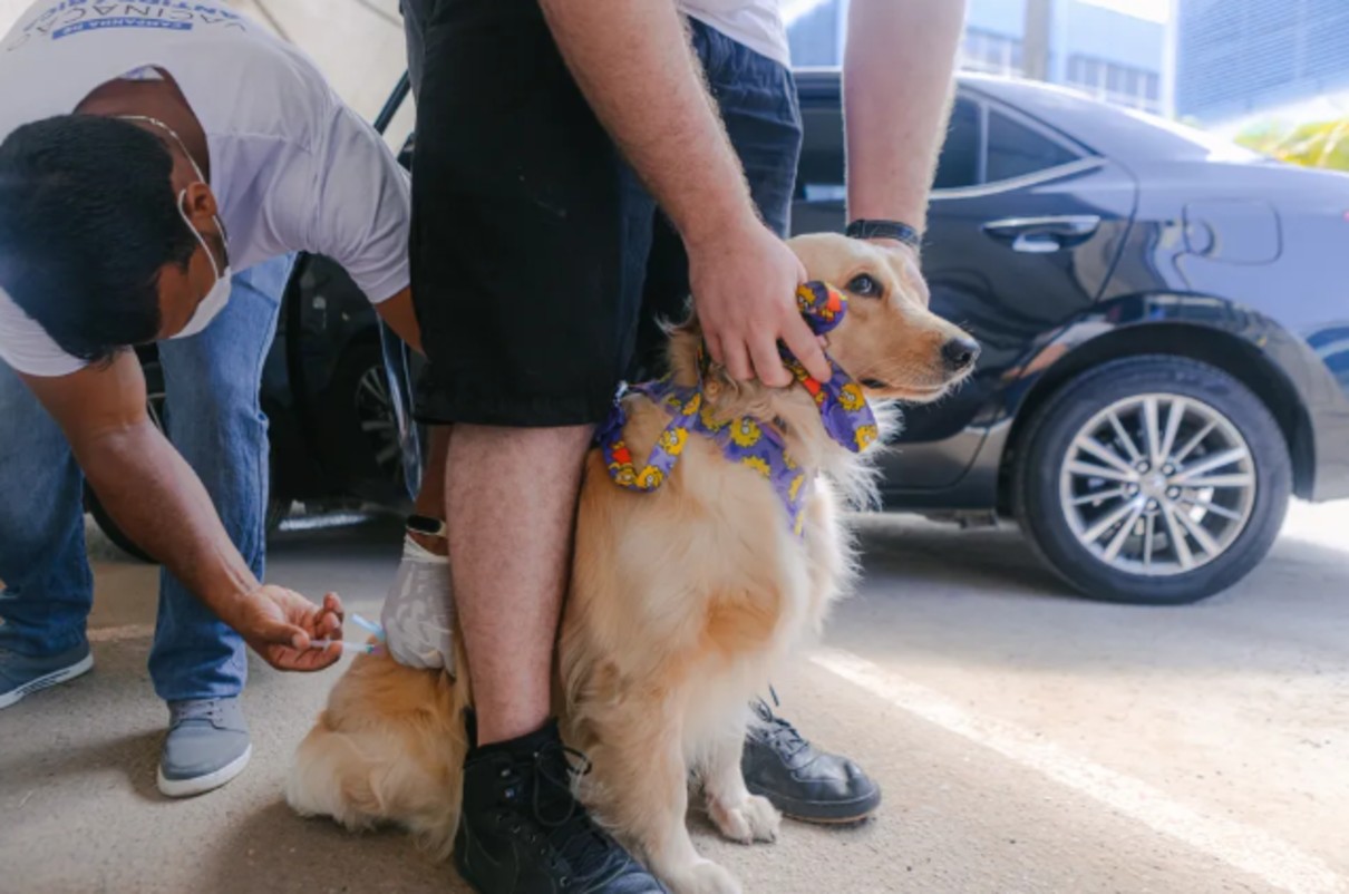 BH terá pontos extras para vacinação contra raiva para cães e gatos até sábado (19); confira locais