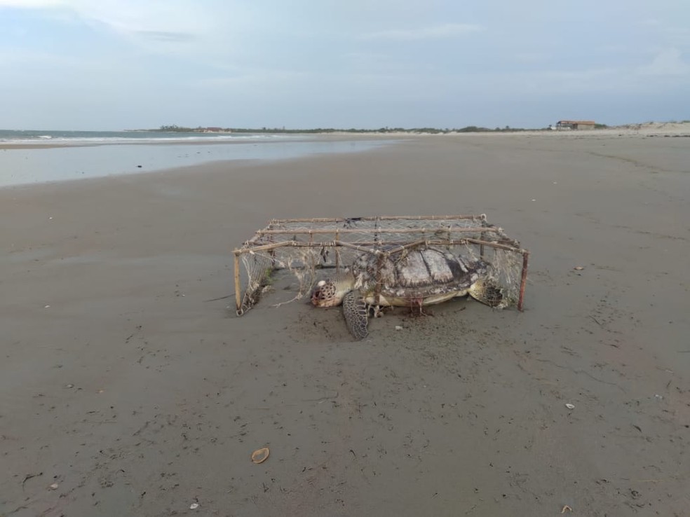 Tartaruga vítima de rede de pesca, no litoral do Piauí — Foto: Instituto Tartarugas do Delta